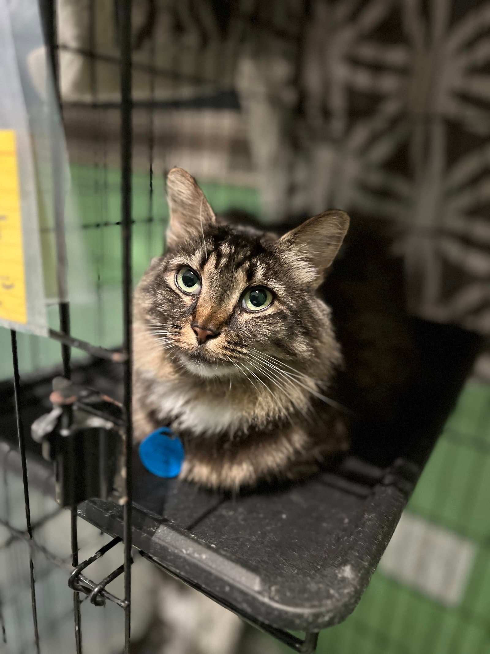 Louisa May Alcott - Tabby