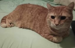 Hubert image 2