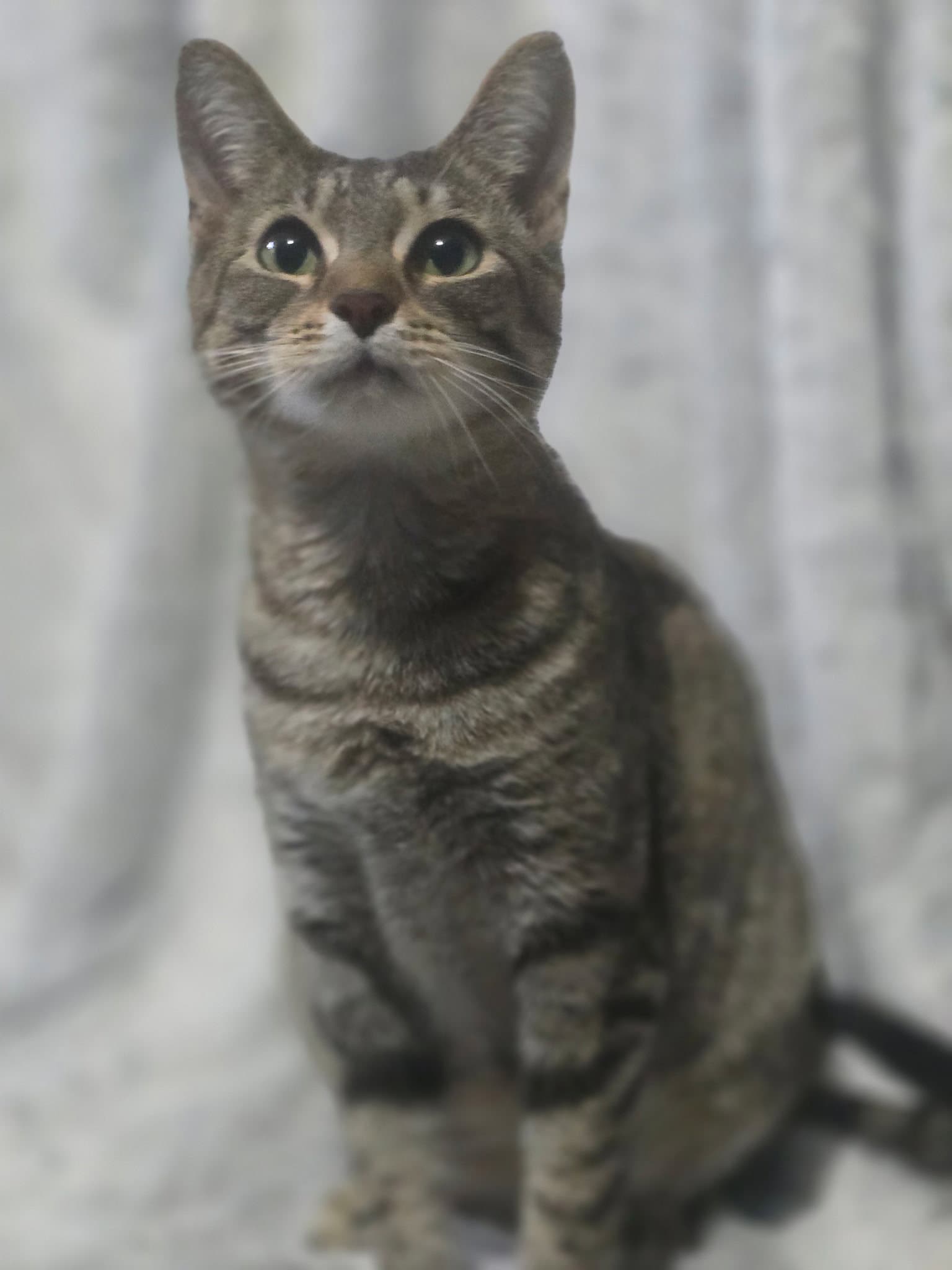 Fifi Larue - Tabby