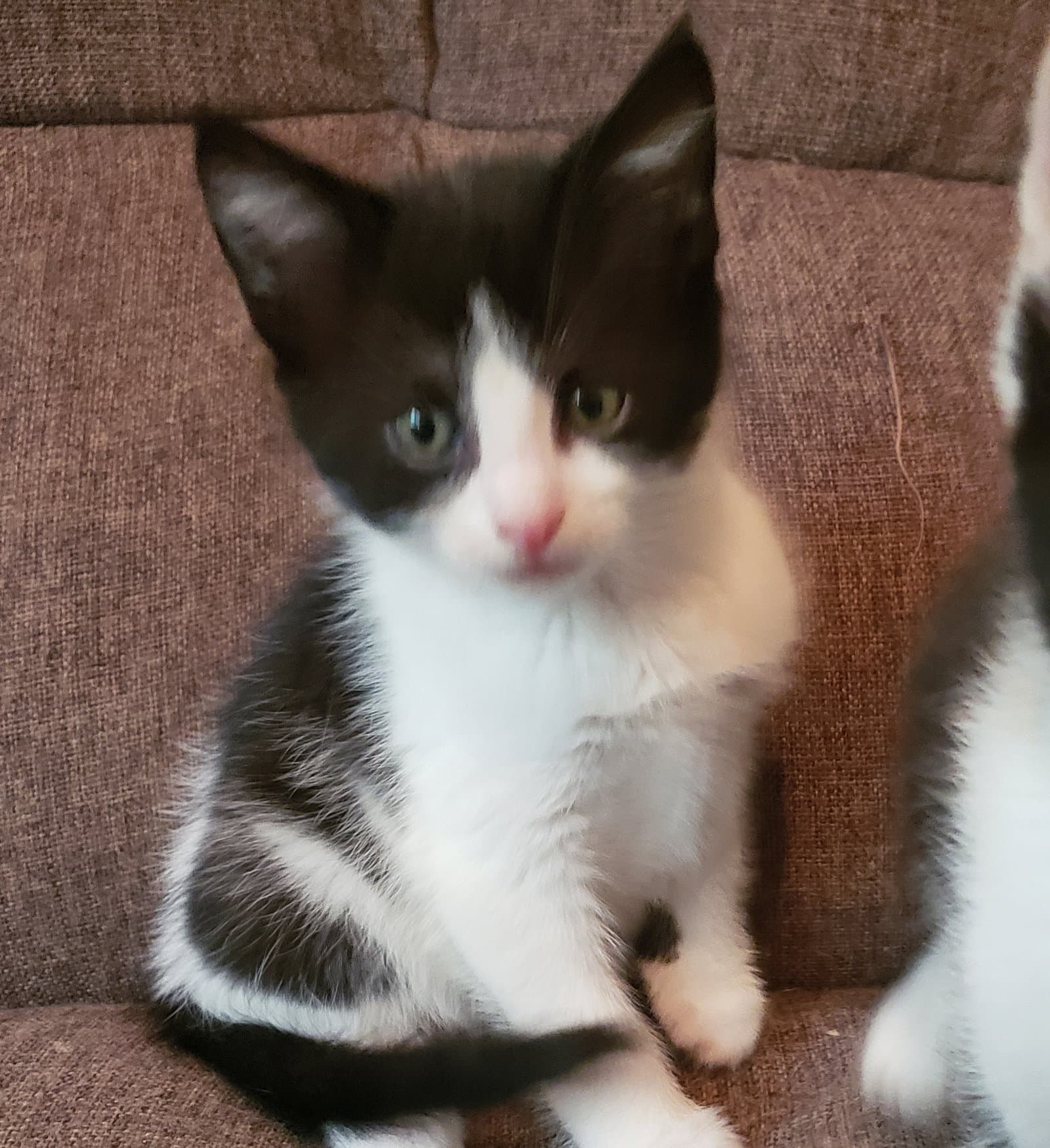 Quinn - Domestic Medium Hair