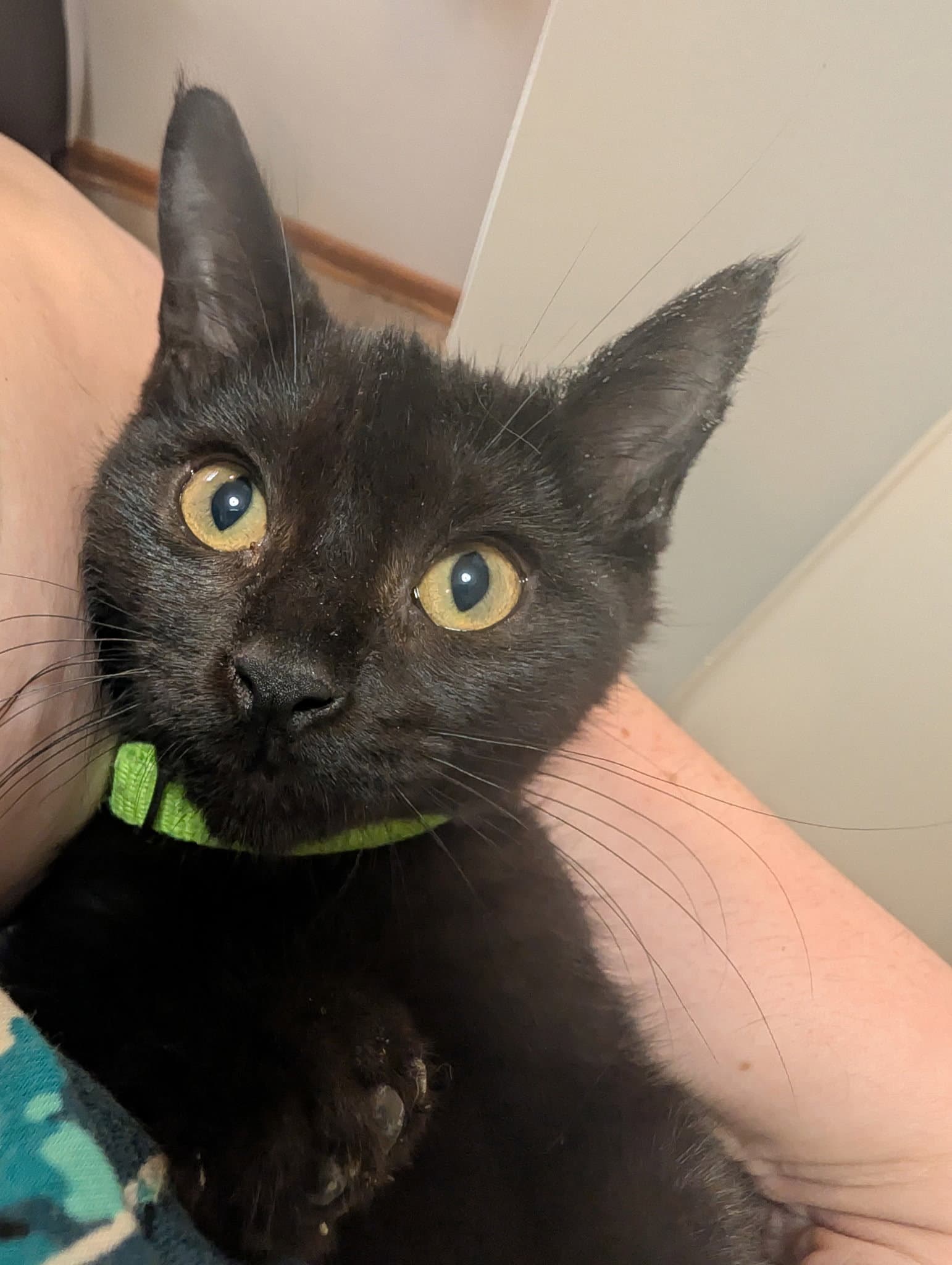 Romeo - Domestic Short Hair