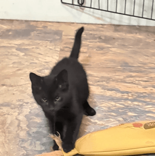 Clove - Domestic Short Hair