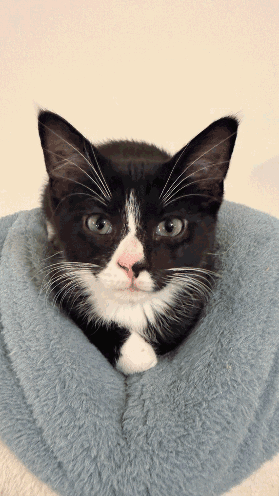 Pogo - Domestic Short Hair