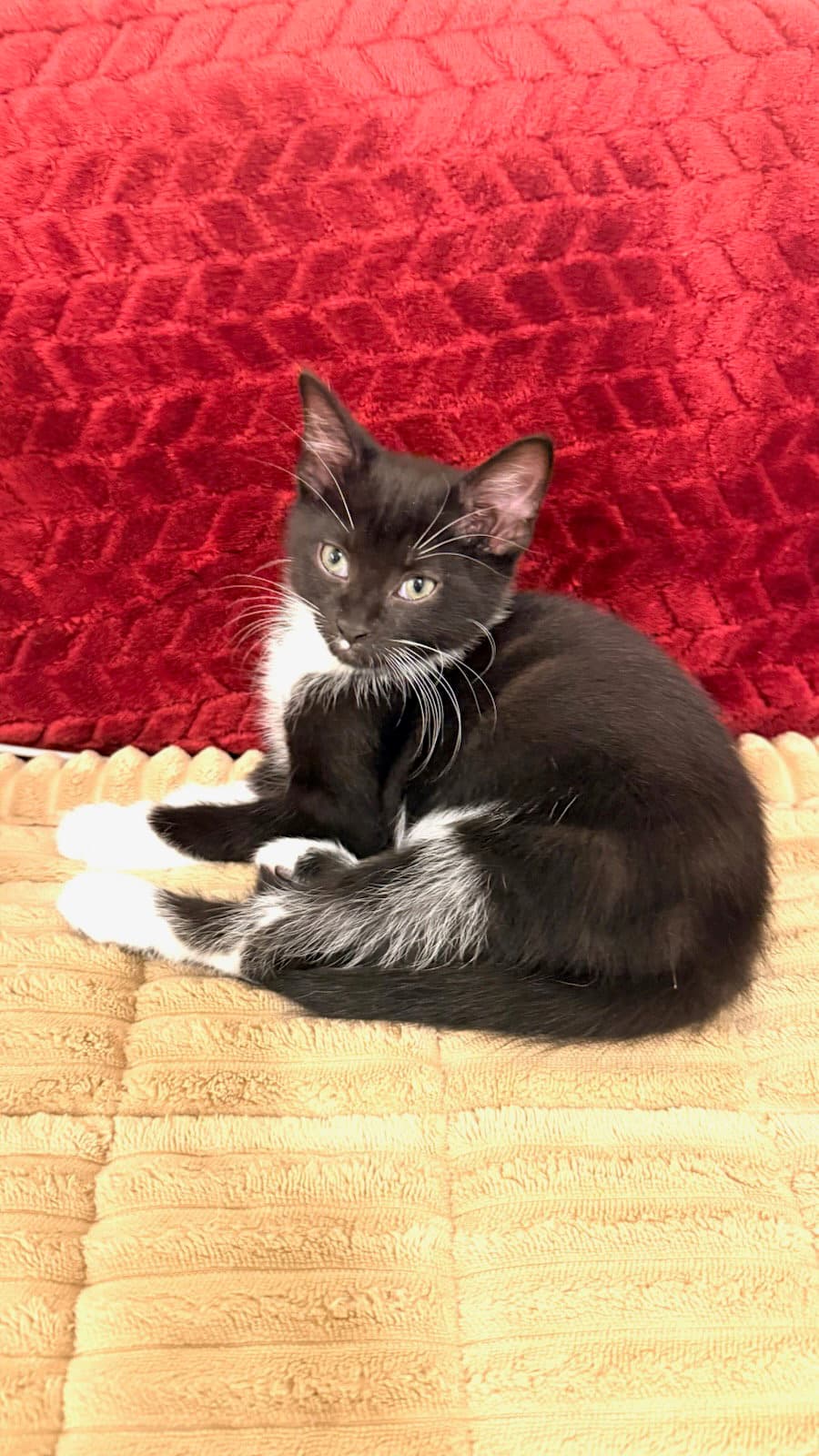 Peppers - Domestic Short Hair