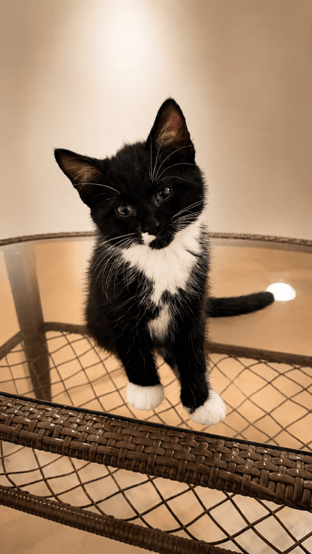 Puddin' - Domestic Medium Hair
