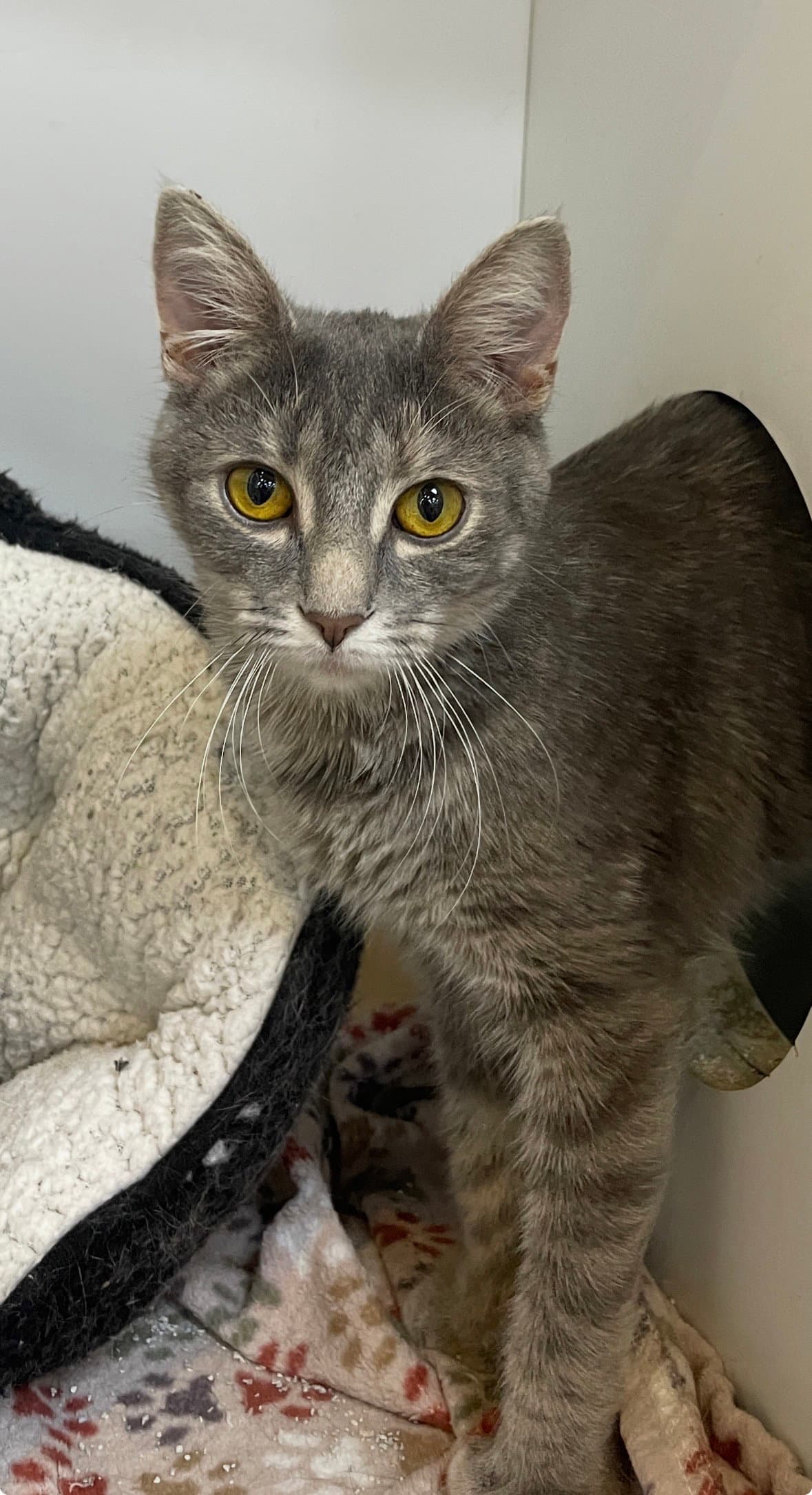 Grace - Domestic Short Hair