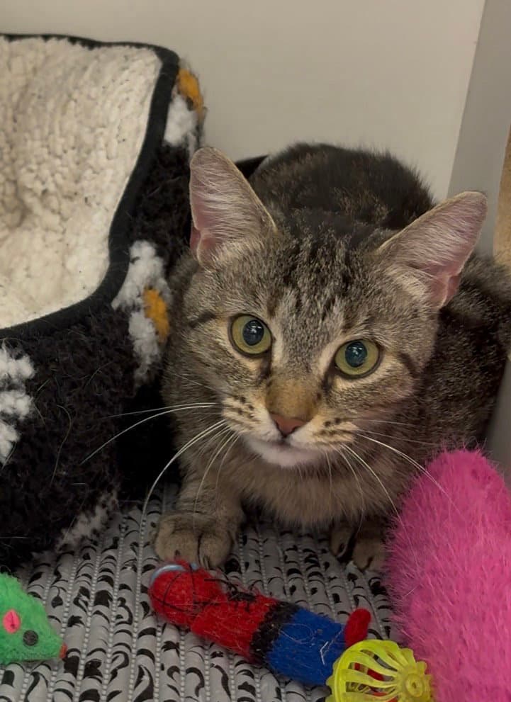 Chardonnay - Domestic Short Hair
