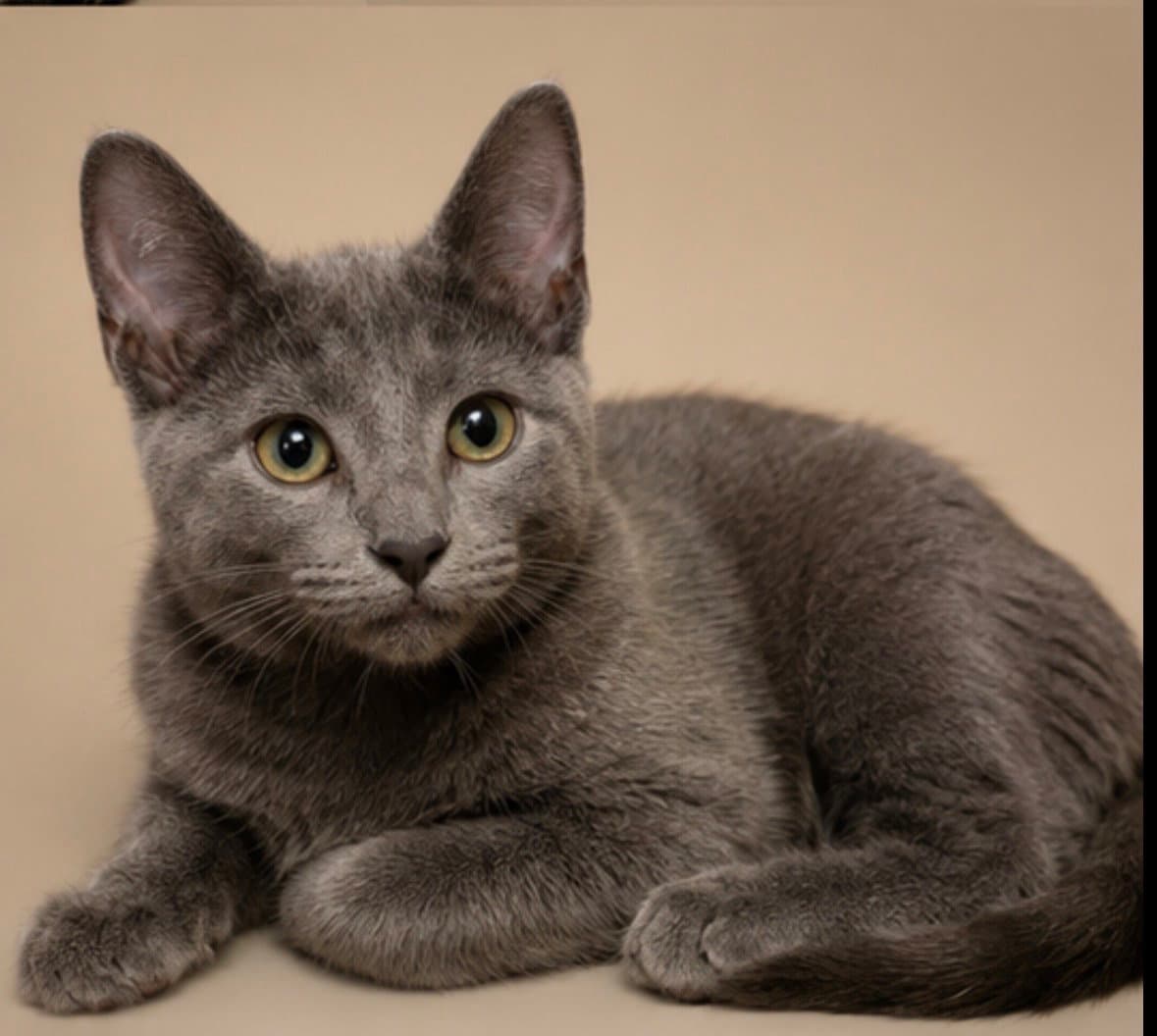 Benedict - Domestic Short Hair