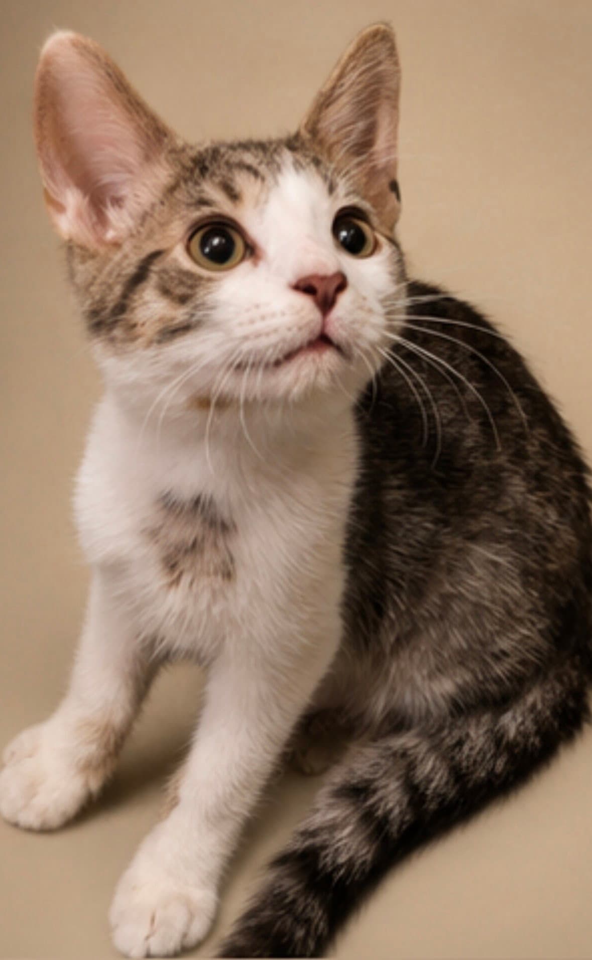 Alfredo - Tabby