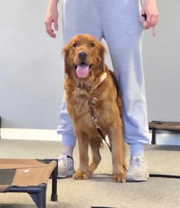 Oliver image 1