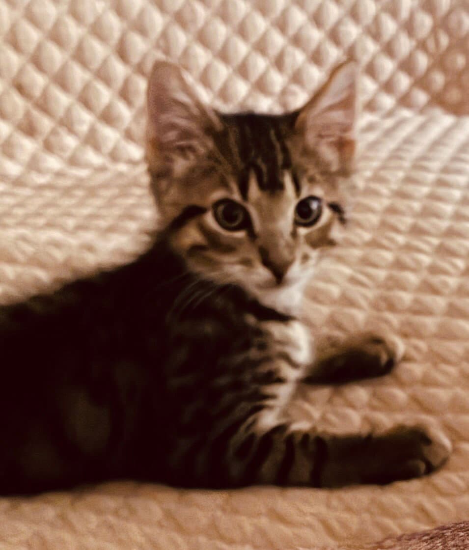 Moritz - Domestic Medium Hair