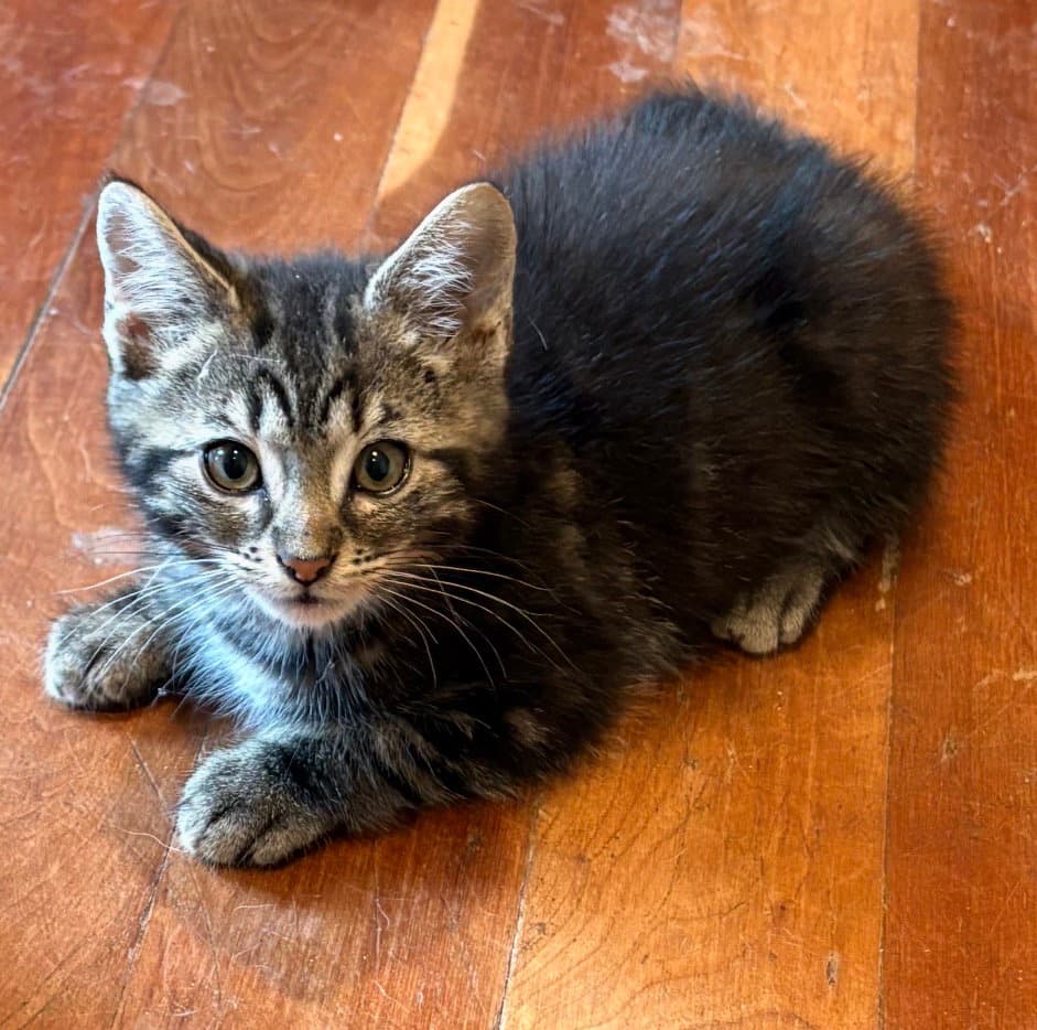 Scuba Steve - Domestic Medium Hair