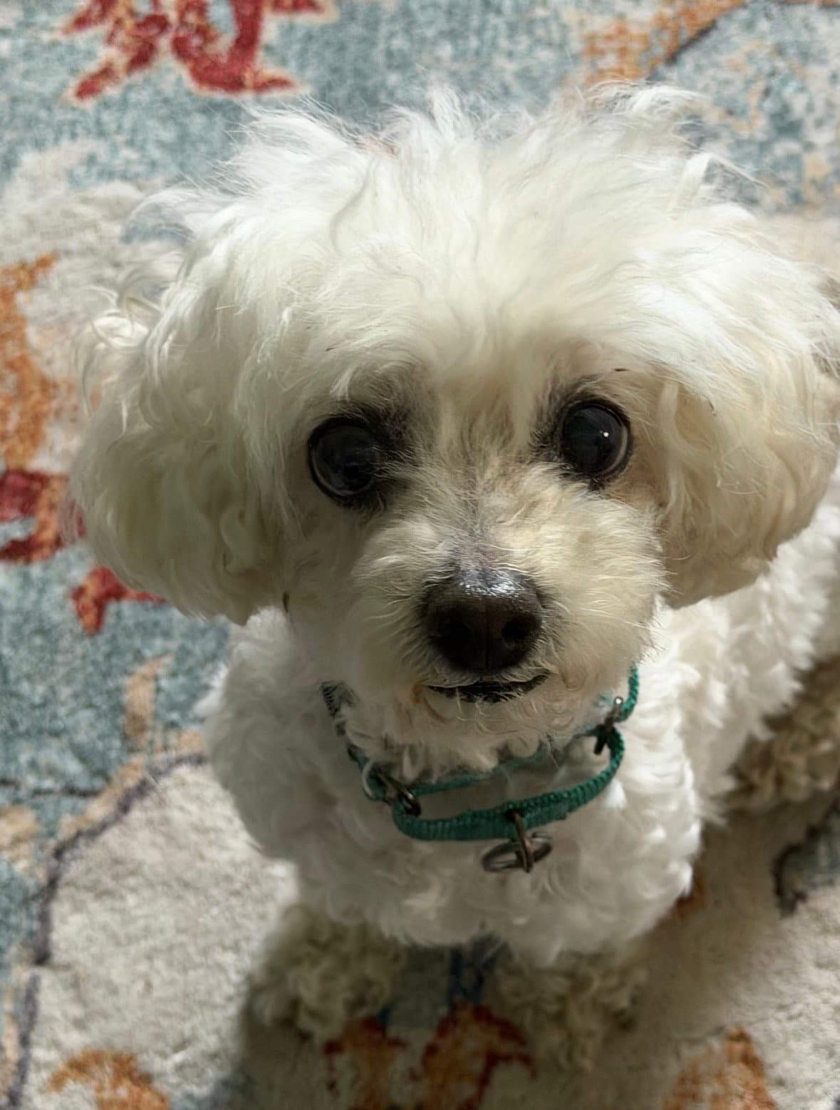 Katie - Poodle (Miniature)