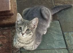 Bella image 4