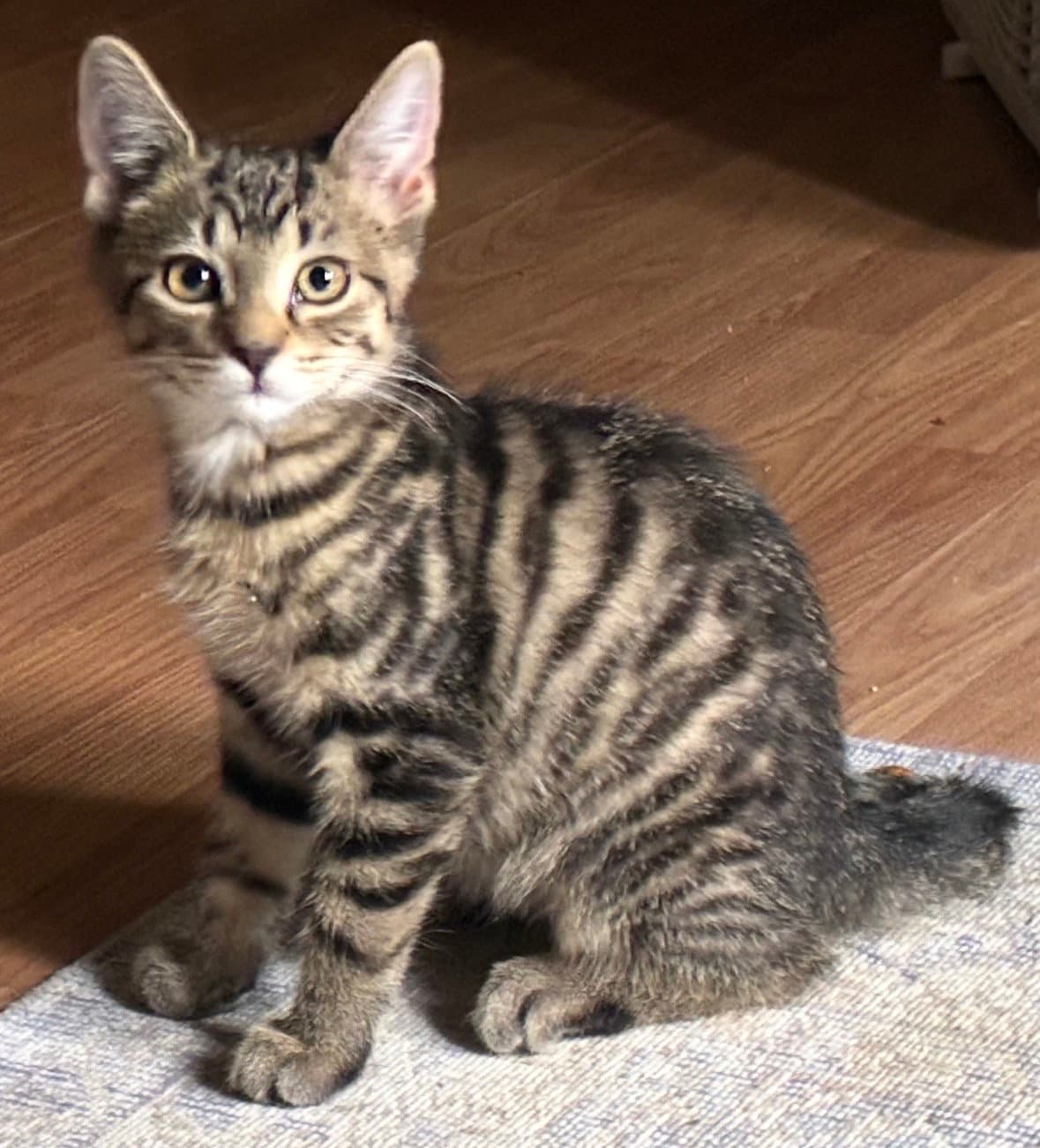 Bandit - Tabby