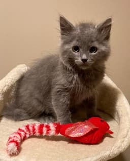 Rhett image 1