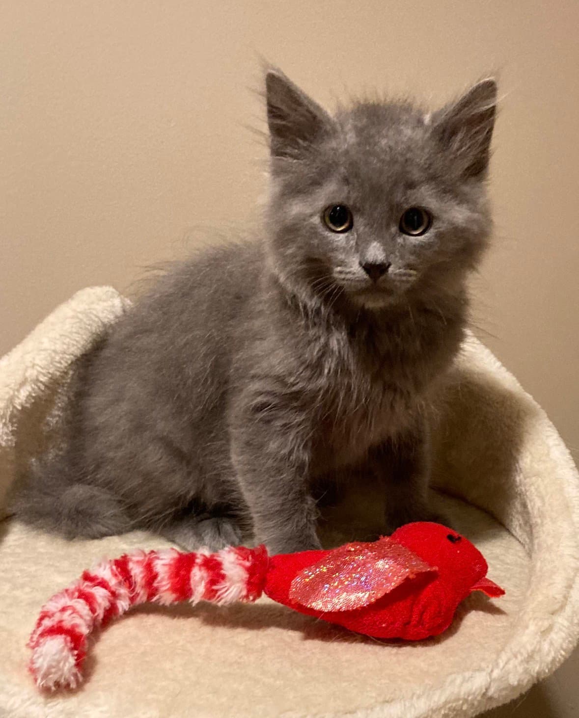 Rhett - Domestic Medium Hair