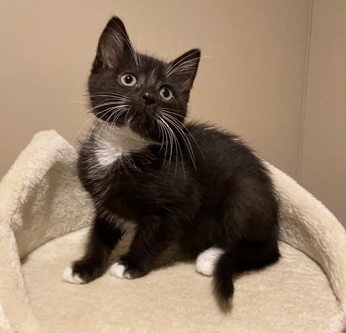 Scarlett - Tuxedo