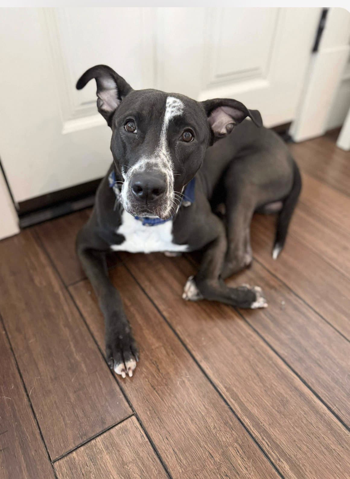 Alvin - Pit Bull Terrier