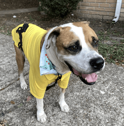 Buddy image 1