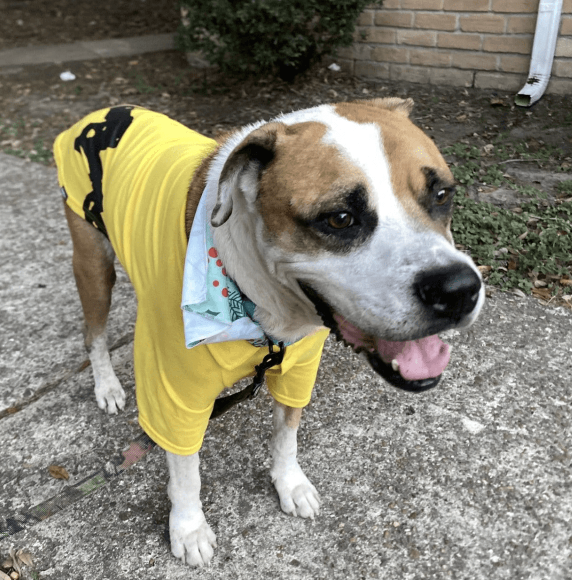 Buddy - Boxer