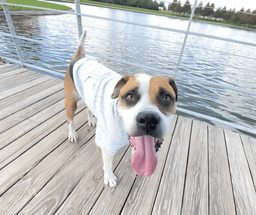 Buddy image 3