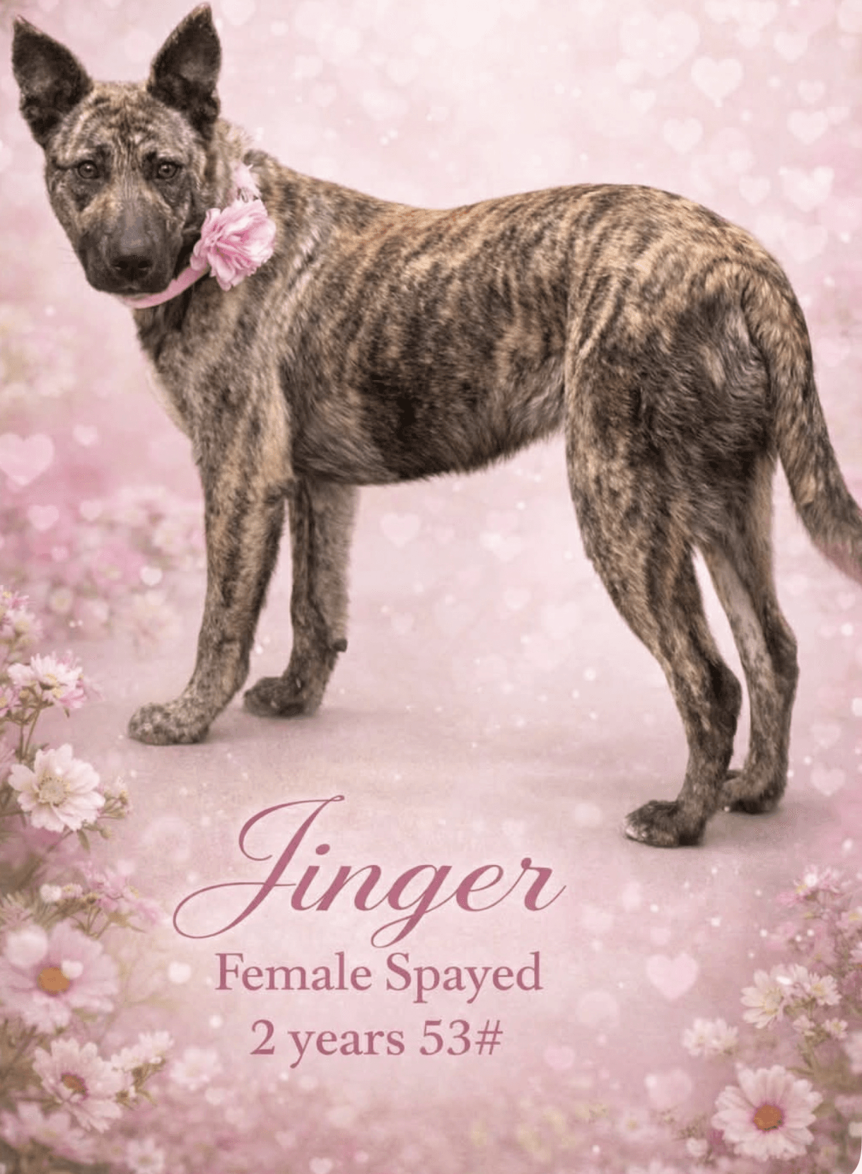 Jinger - Dutch Shepherd