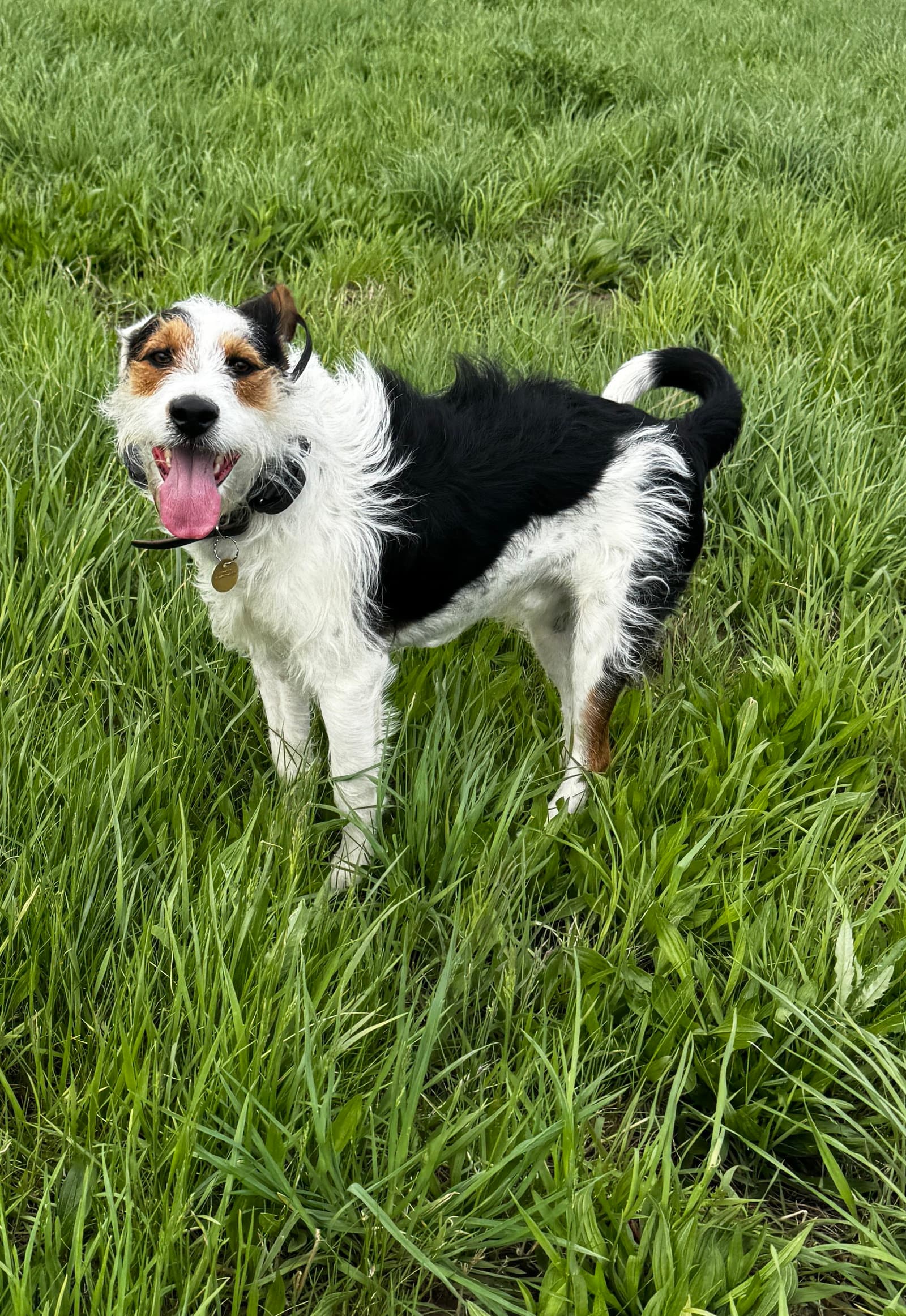 Finn - Wirehaired Fox Terrier