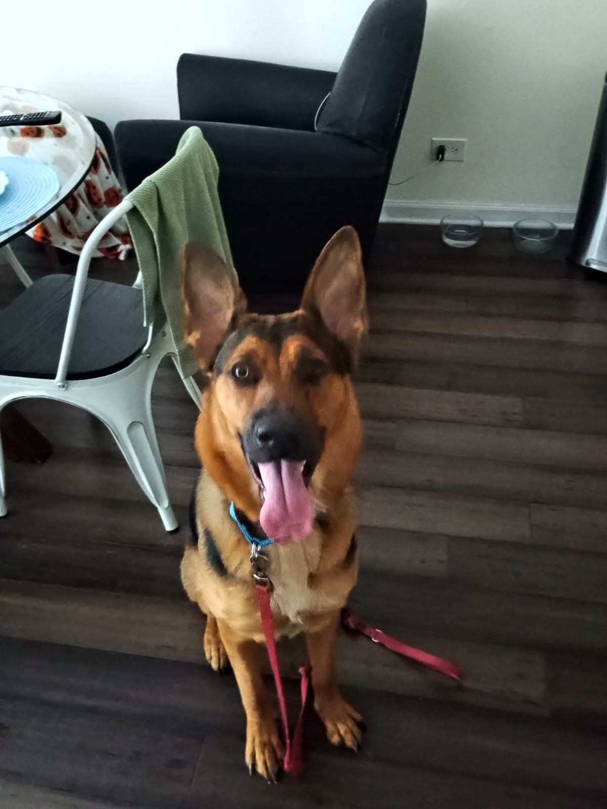 Mocha - German Shepherd Dog