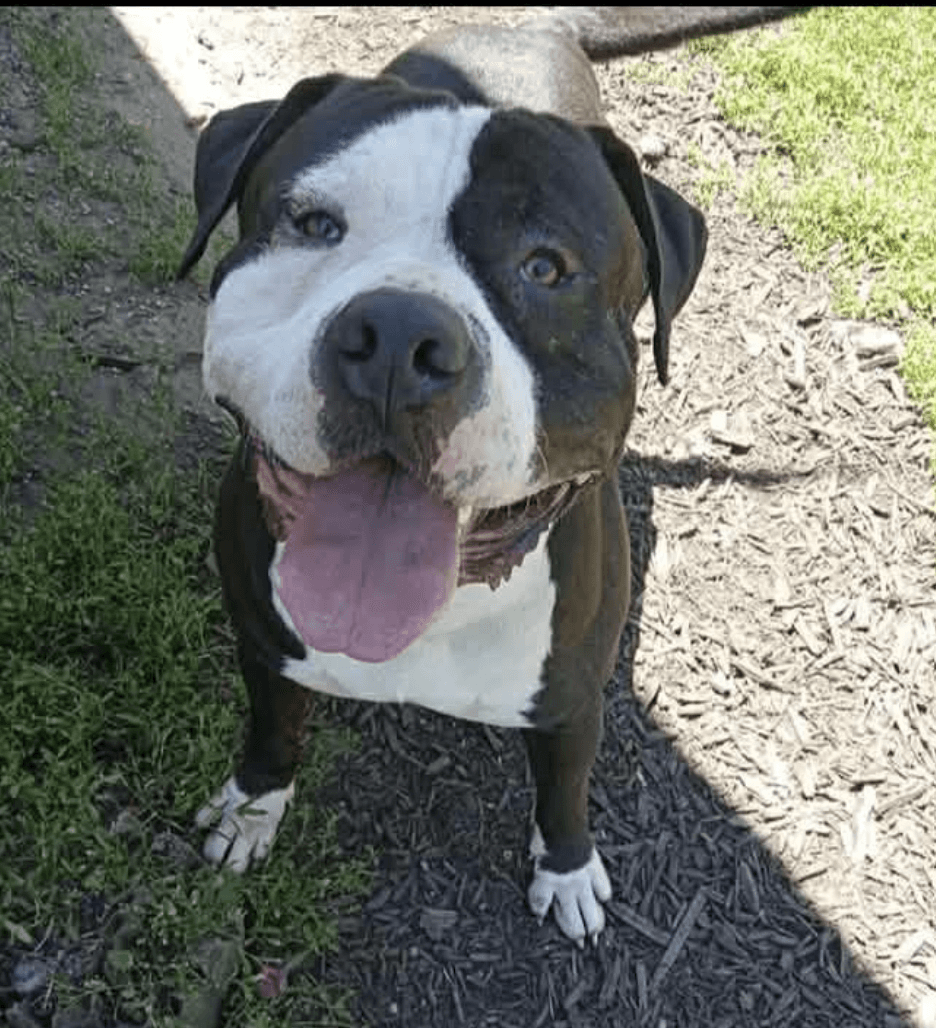 Butchy - Pit Bull Terrier