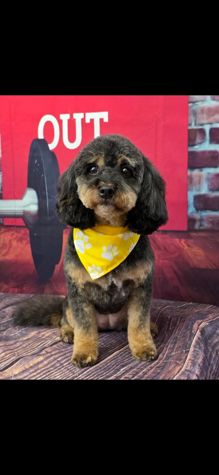 Darby - Poodle (Toy)