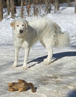 Roscoe-Sweet Boy image 1