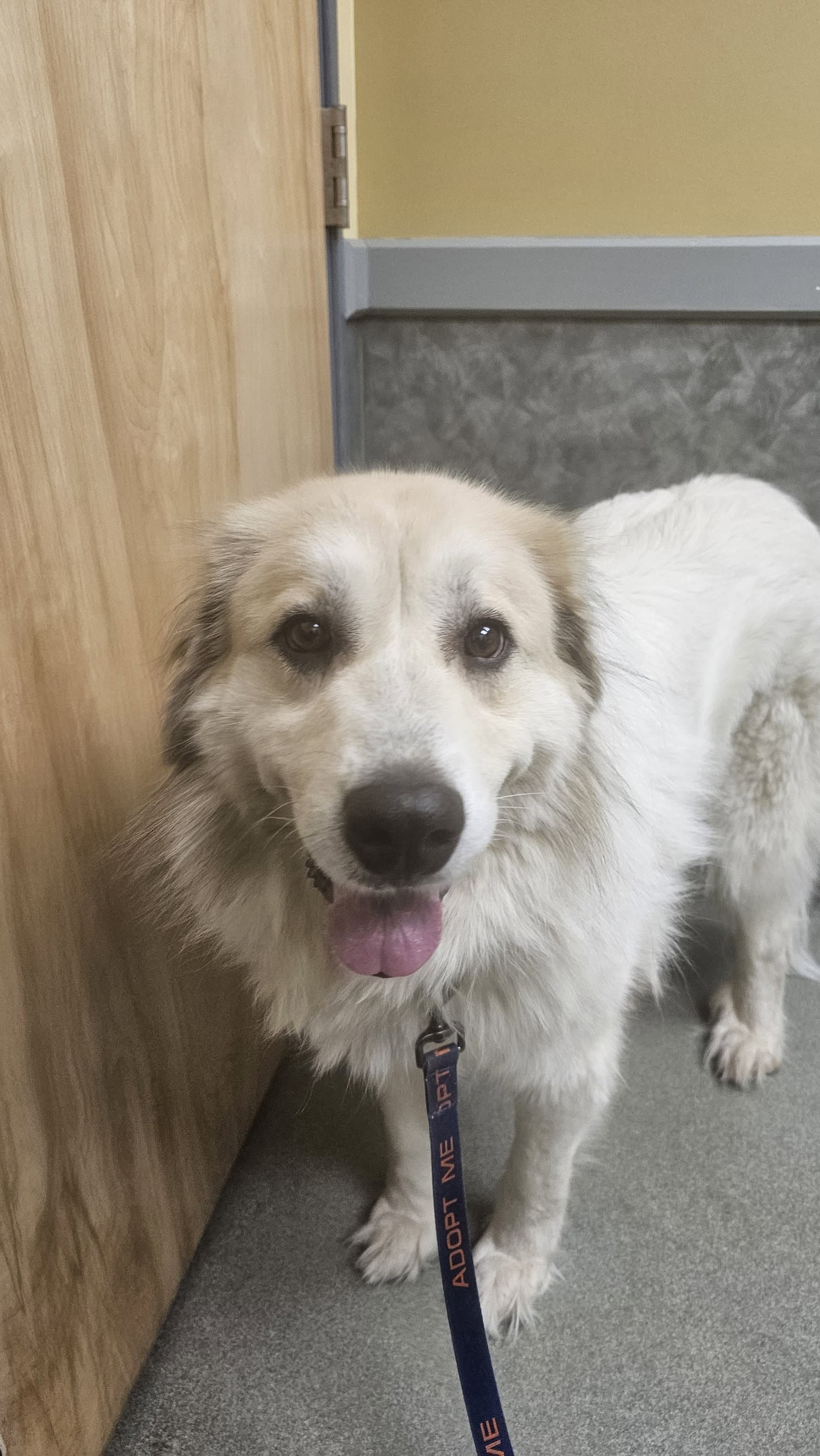 Storm - Great Pyrenees