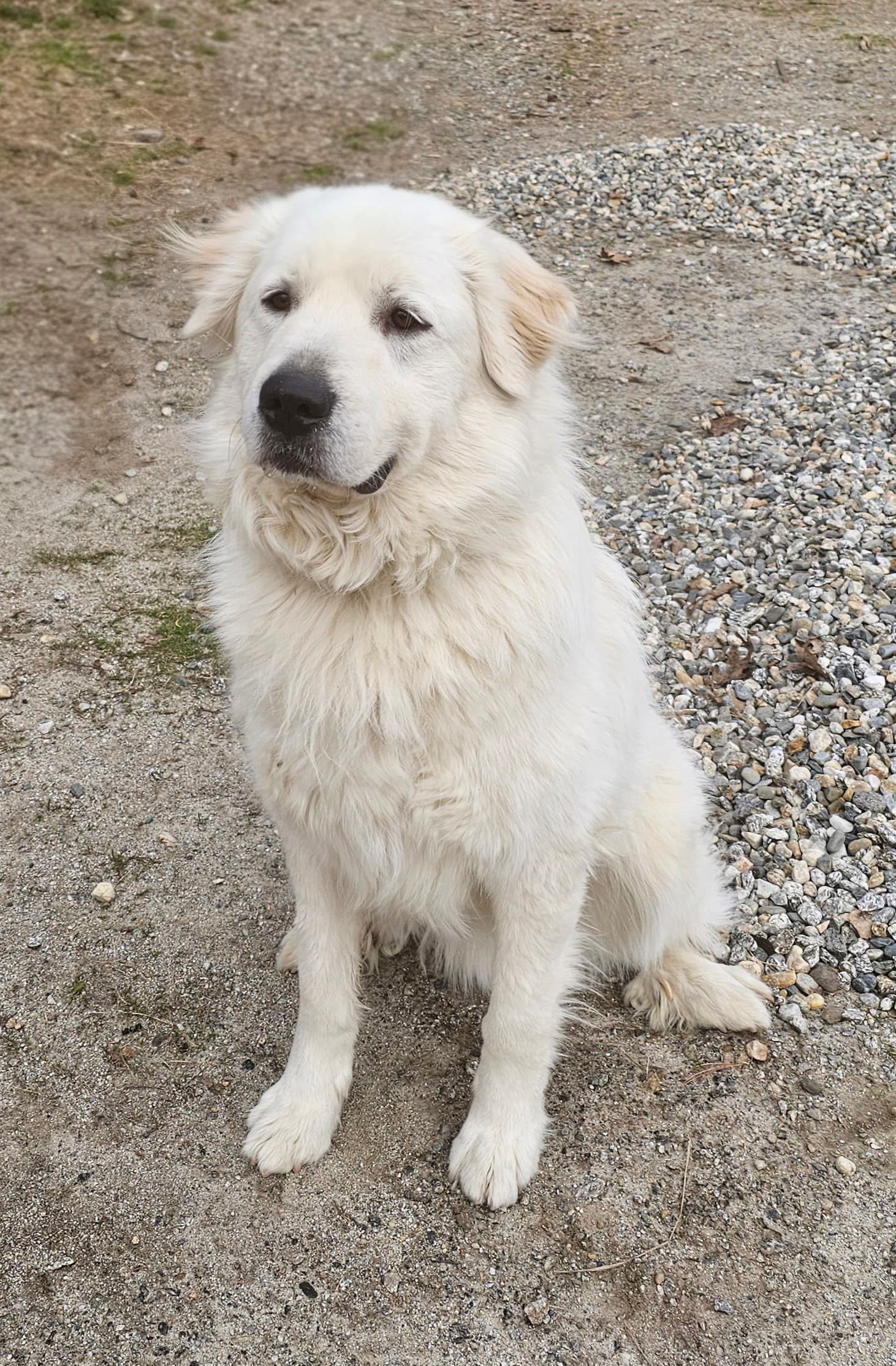 Henry - Great Pyrenees