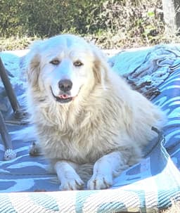 Sofie image 1