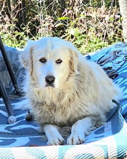 Sofie image 2