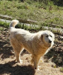 Sofie image 3