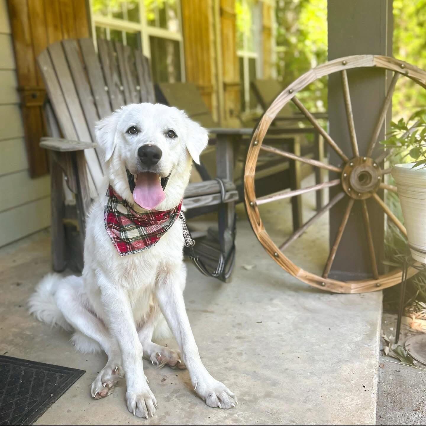 Winter - In New England - Great Pyrenees