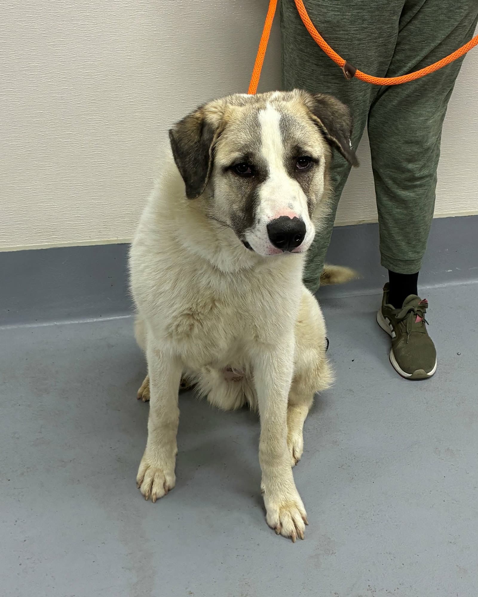Titan - Great Pyrenees