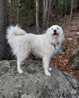 Coco image 1
