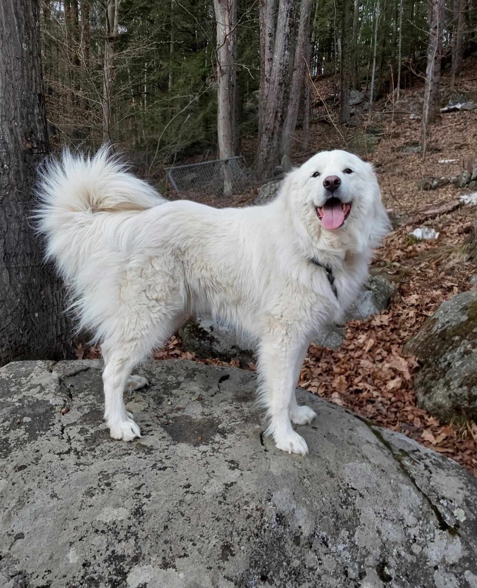 Coco - Great Pyrenees
