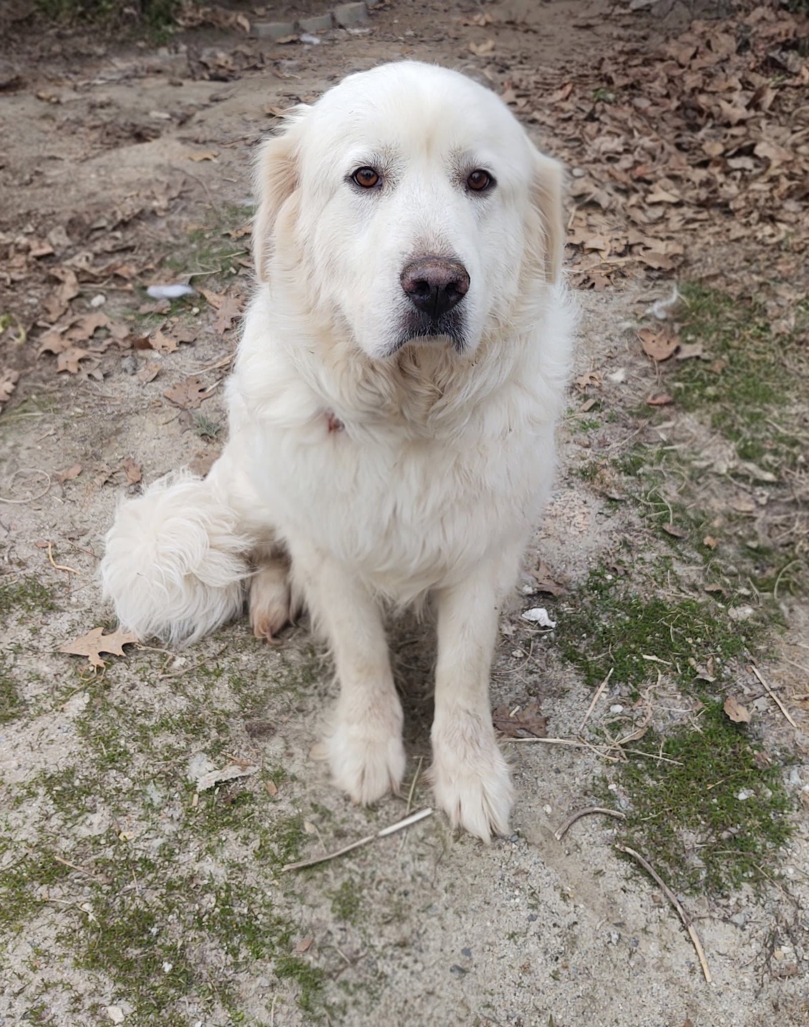 Mama - Great Pyrenees