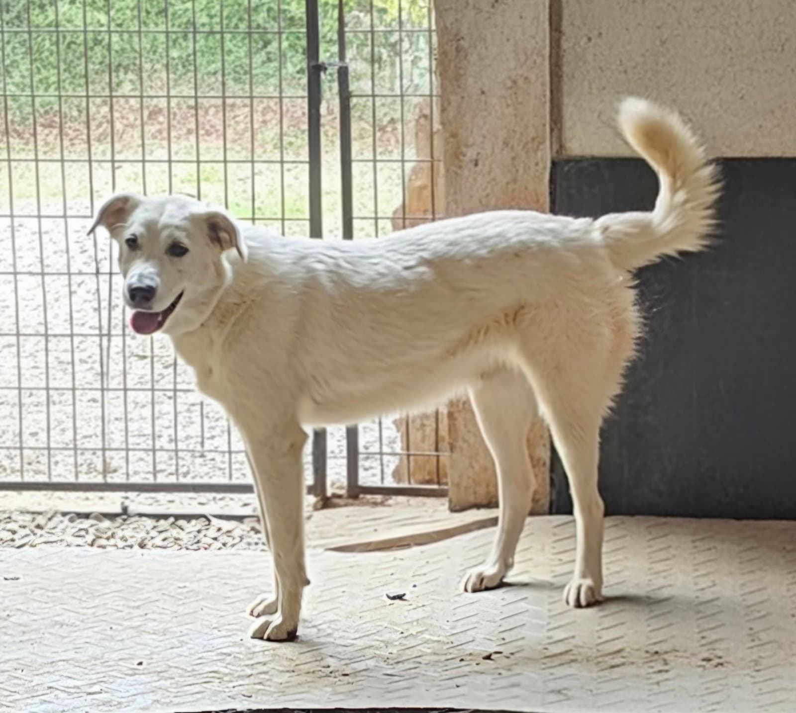 Darcy - Great Pyrenees