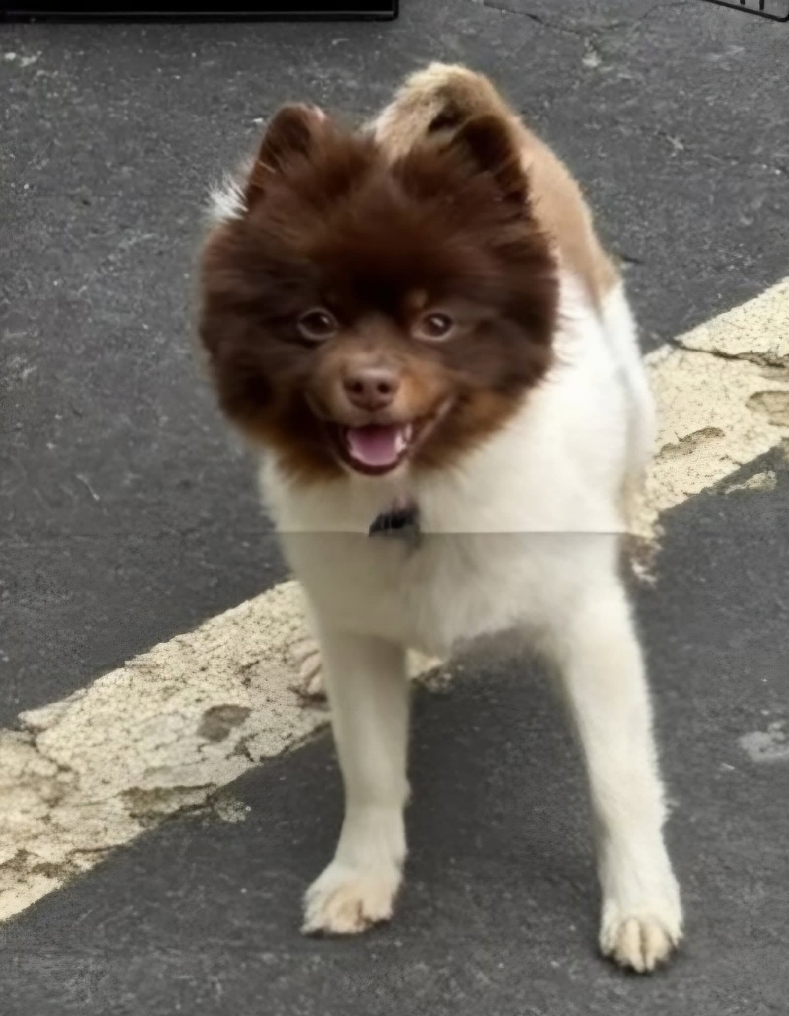 Coconut - Pomeranian