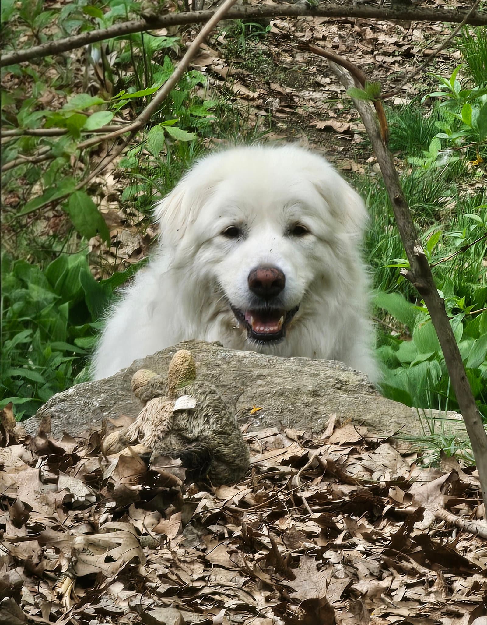 Harriet - Great Pyrenees