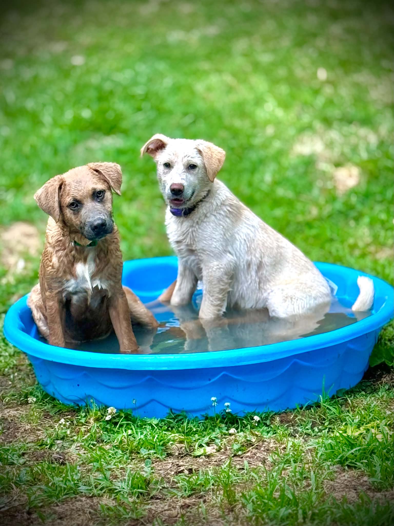 Dave - Labrador Retriever
