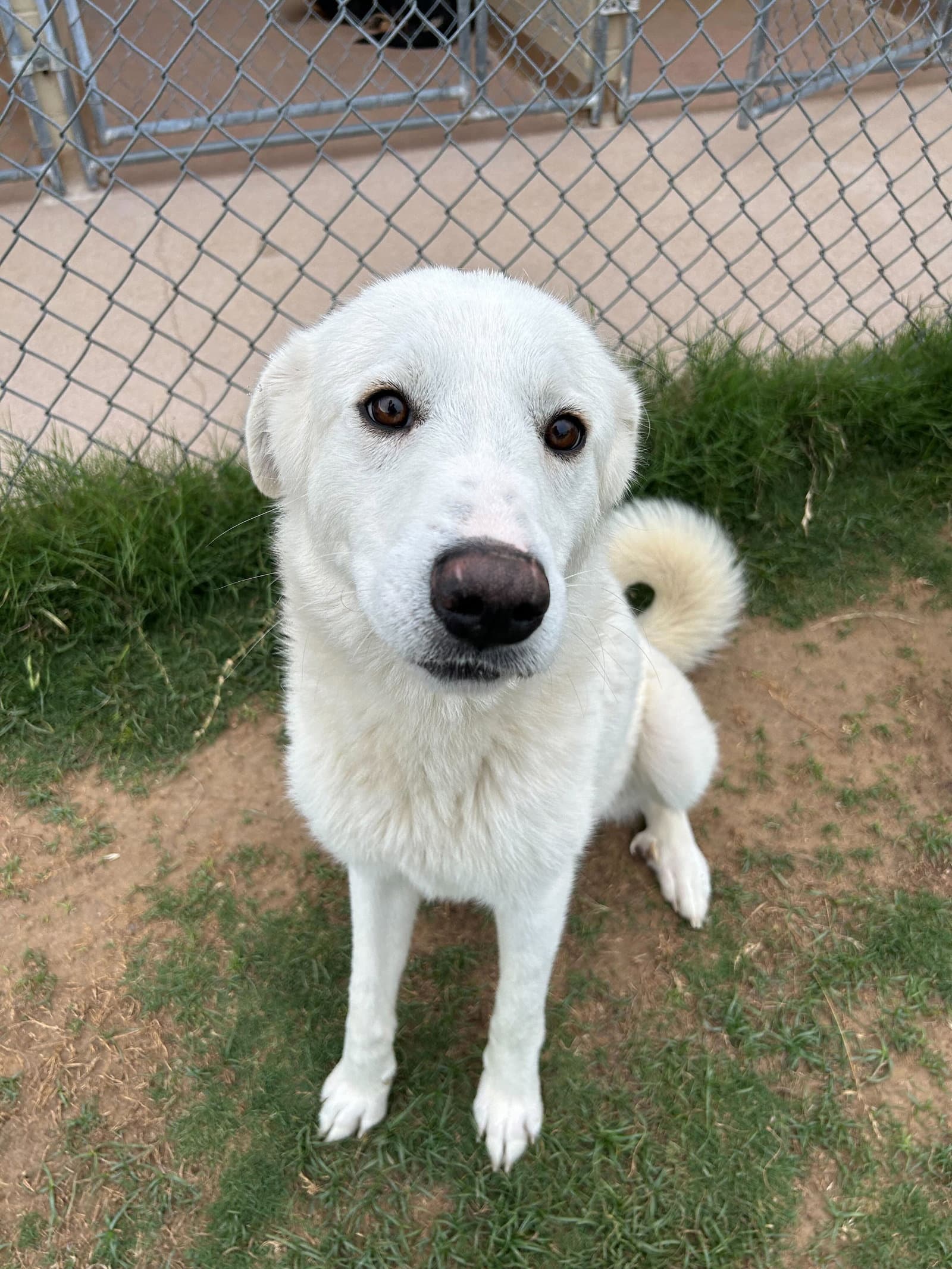 Bell - Great Pyrenees