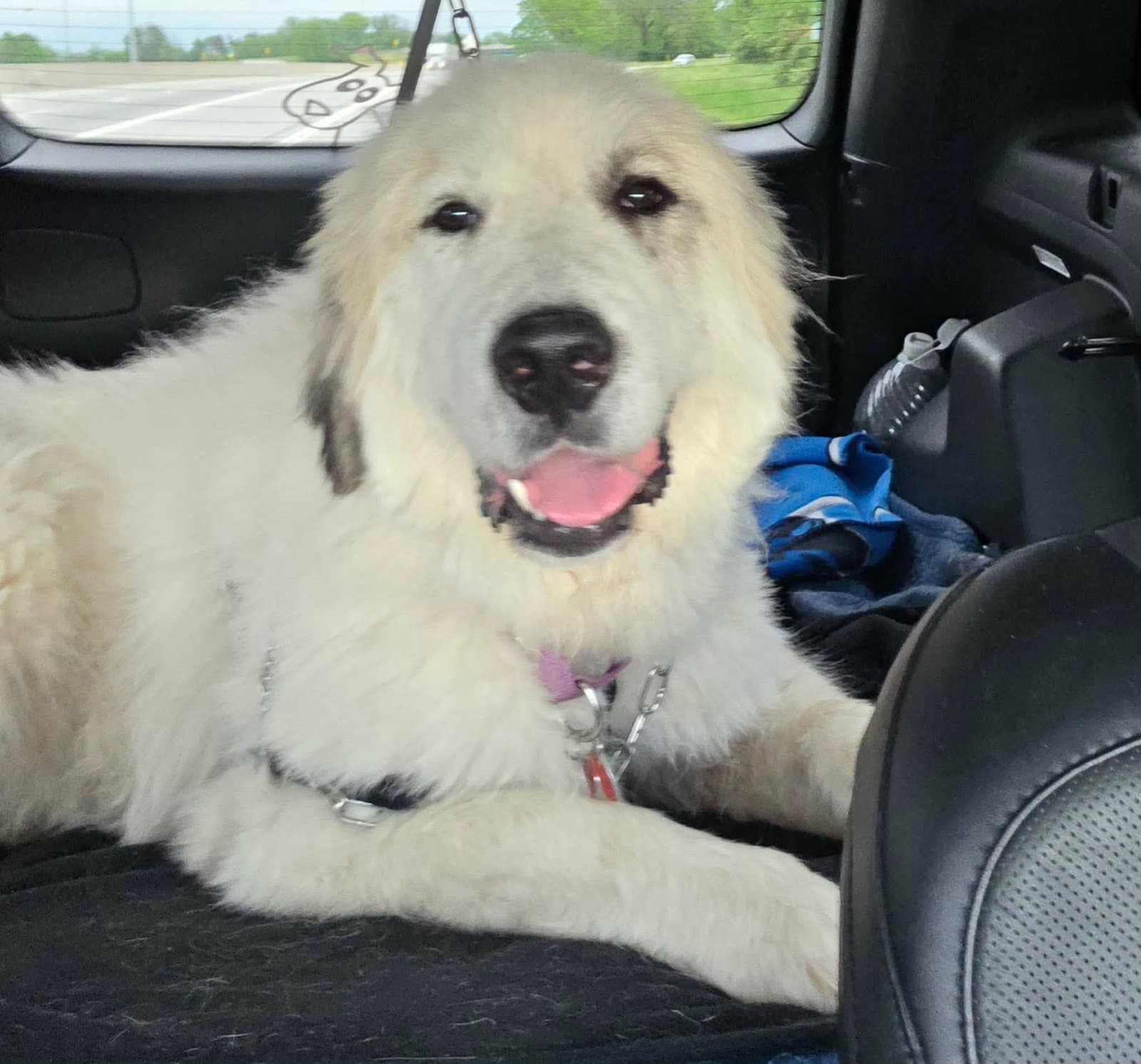 Theo - Great Pyrenees