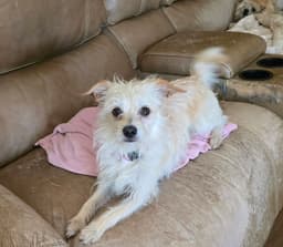 Barney image 1