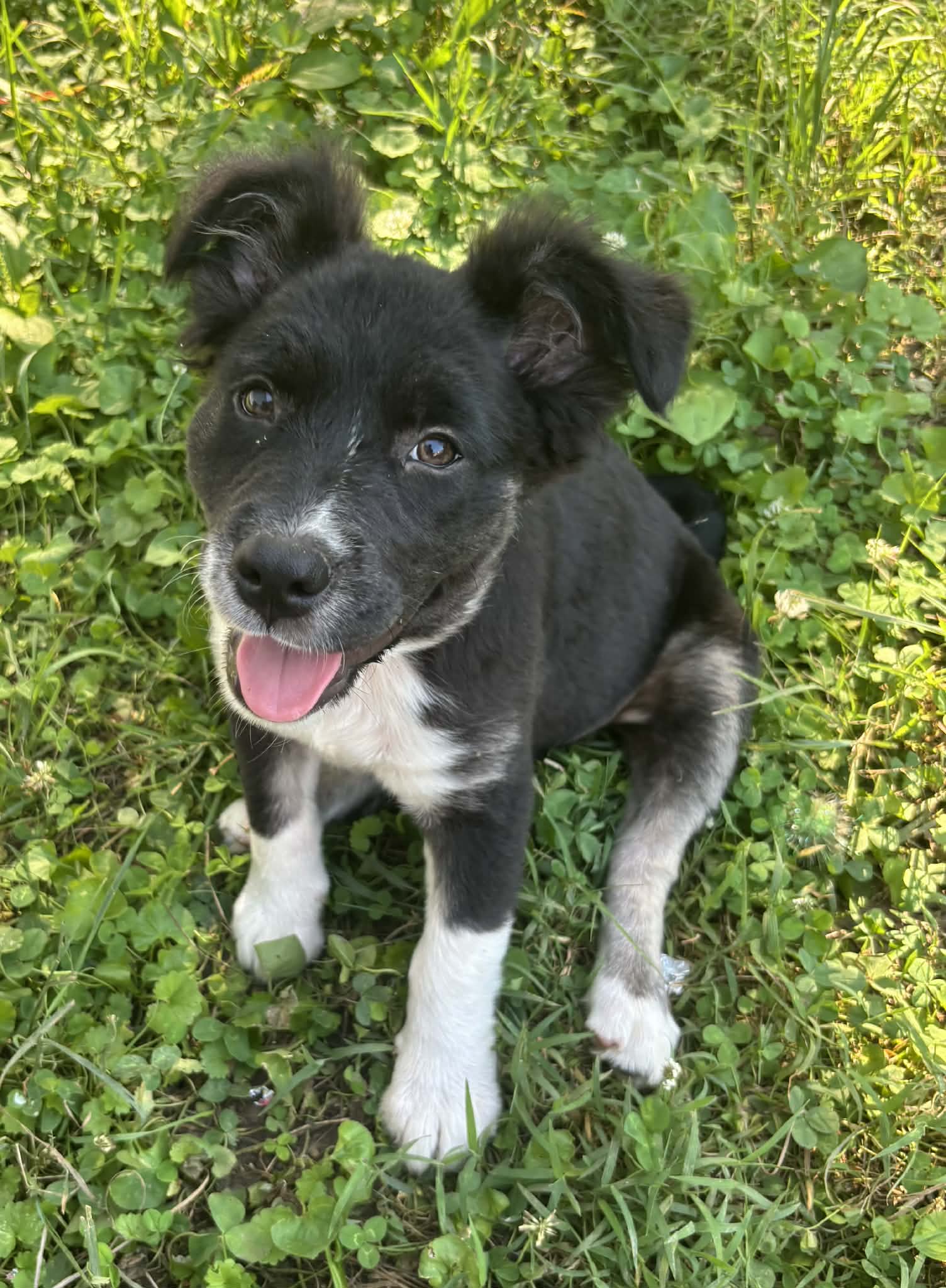 Dipper - Border Collie